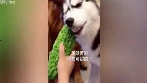 吃瓜群众二哈舔屏视频免费观看,吃瓜群众狂欢时刻! 第3张 吃瓜群众二哈舔屏视频免费观看,吃瓜群众狂欢时刻! 第3张